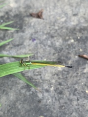 Ceriagrion fallax