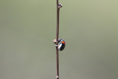 Megalostomis pyropyga