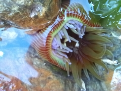 Epiactis australiensis