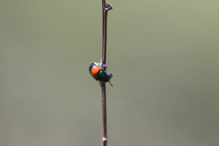 Megalostomis pyropyga