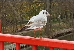 Chroicocephalus ridibundus