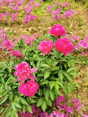 Paeonia lactiflora