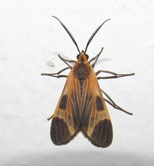 Dycladia