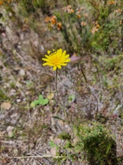 Microseris