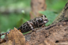 Ivory Coast Running Frog photo 4