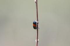 Megalostomis pyropyga