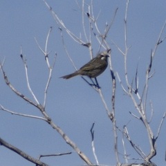 Gliciphila melanops