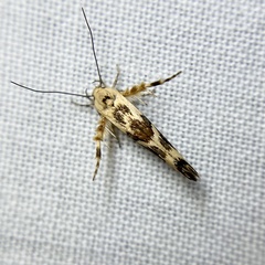 Stathmopoda melanochra