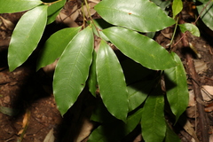 Litsea reticulata