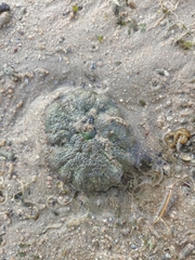 Stichodactyla haddoni