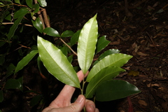 Litsea reticulata
