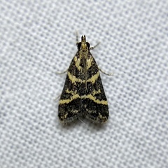 Scoparia spelaea