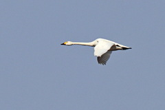 Cygnus columbianus bewickii