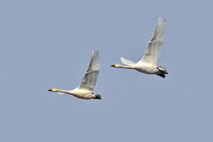 Cygnus columbianus bewickii