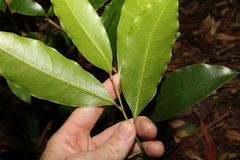 Litsea reticulata
