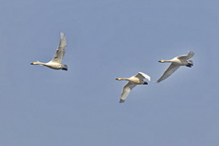 Cygnus columbianus bewickii