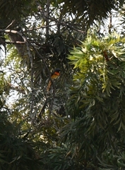 Pericrocotus cinnamomeus