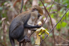 Cercopithecus lowei