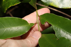 Litsea reticulata