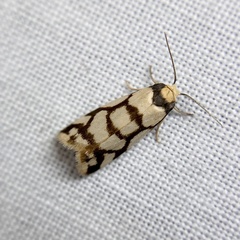 Scaptesyle dichotoma