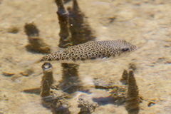 Tetractenos hamiltoni