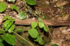 Streptothamnus moorei