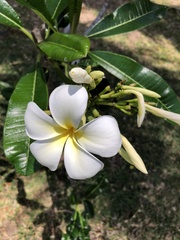 Plumeria
