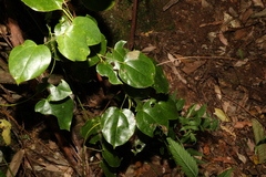 Streptothamnus moorei