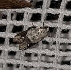 Tracholena sulfurosa