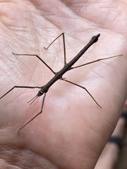 Pachymorpha