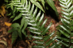 Lastreopsis marginans