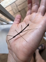Pachymorpha