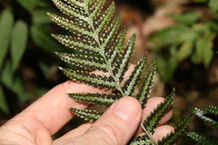 Lastreopsis marginans