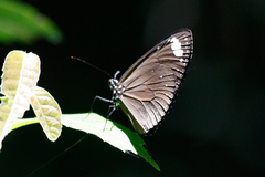 Euploea tulliolus