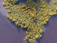 Lecanoromycetes