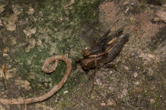 Batrachidea