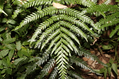 Lastreopsis marginans