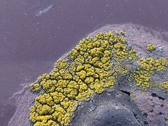 Lecanoromycetes