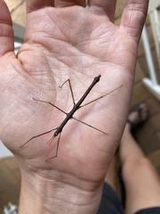 Pachymorpha