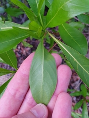 Pavetta australiensis