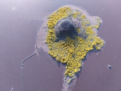Lecanoromycetes