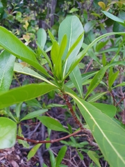 Pavetta australiensis