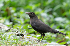 Turdus mandarinus