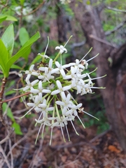 Pavetta australiensis