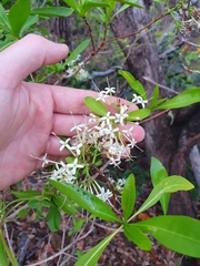 Pavetta australiensis