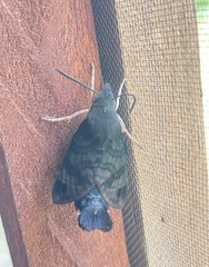 Leucostrophus commasiae