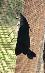 Leucostrophus commasiae