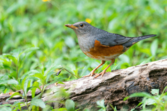 Turdus hortulorum