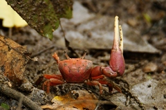 Minuca ecuadoriensis