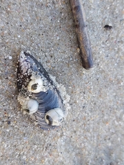 Amphibalanus improvisus